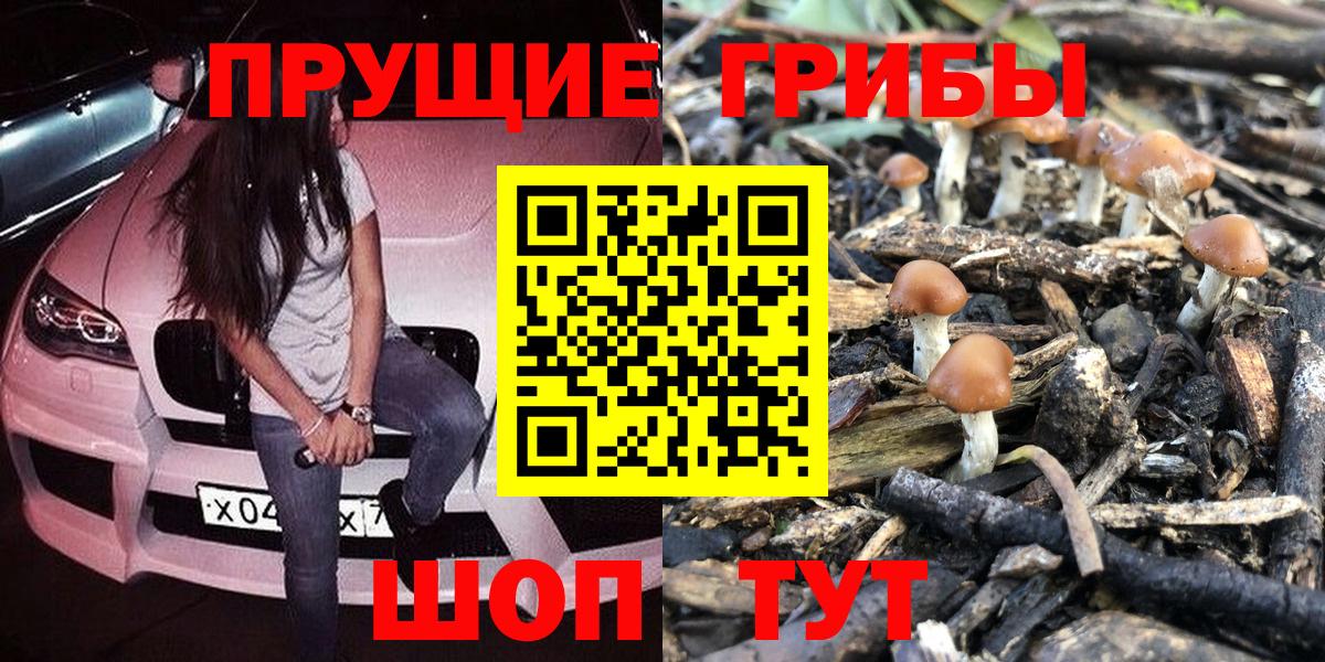 Псилоцибиновые грибы Psilocybe Белогорск